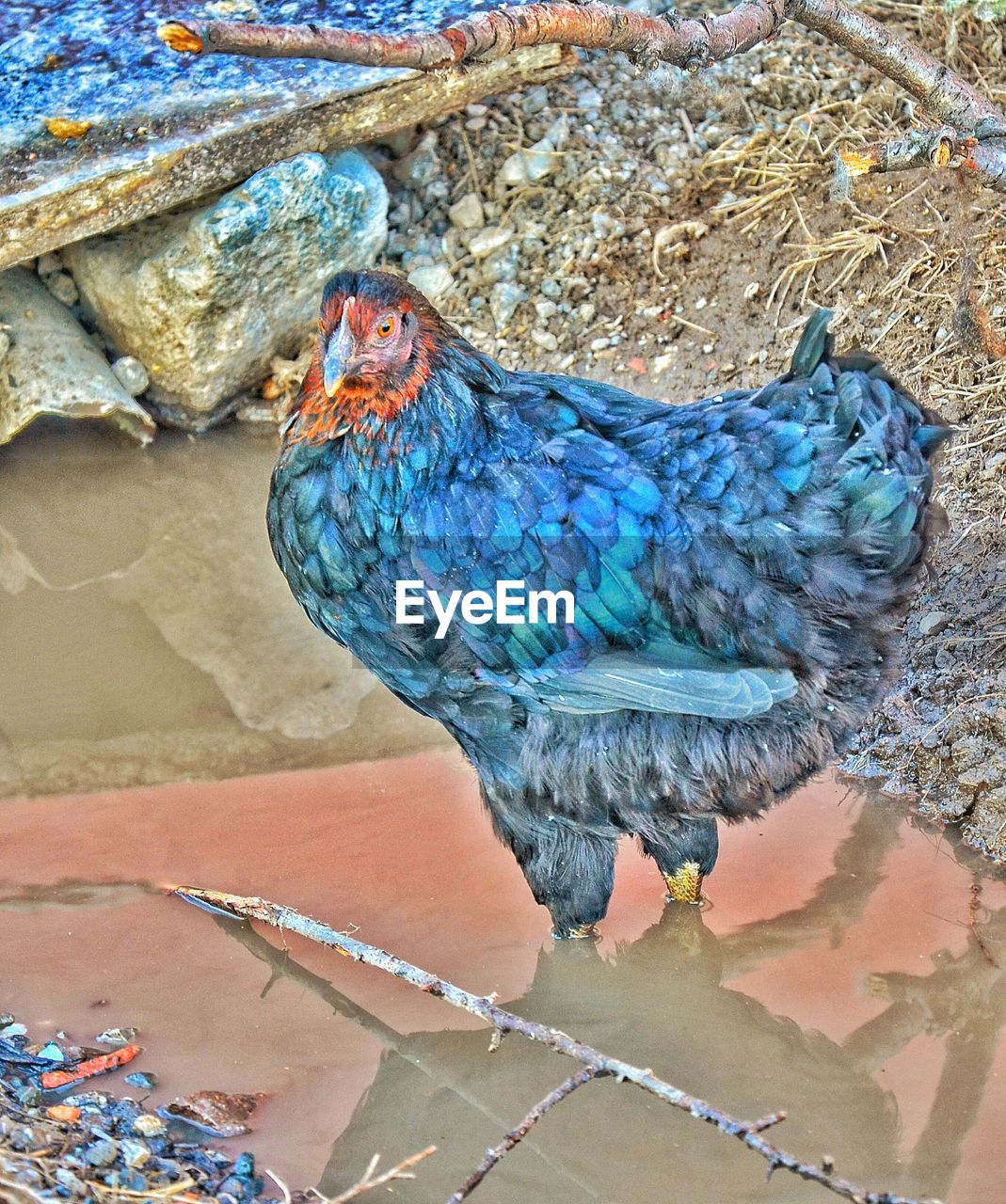 HIGH ANGLE VIEW OF PEACOCK AND BLUE STONE