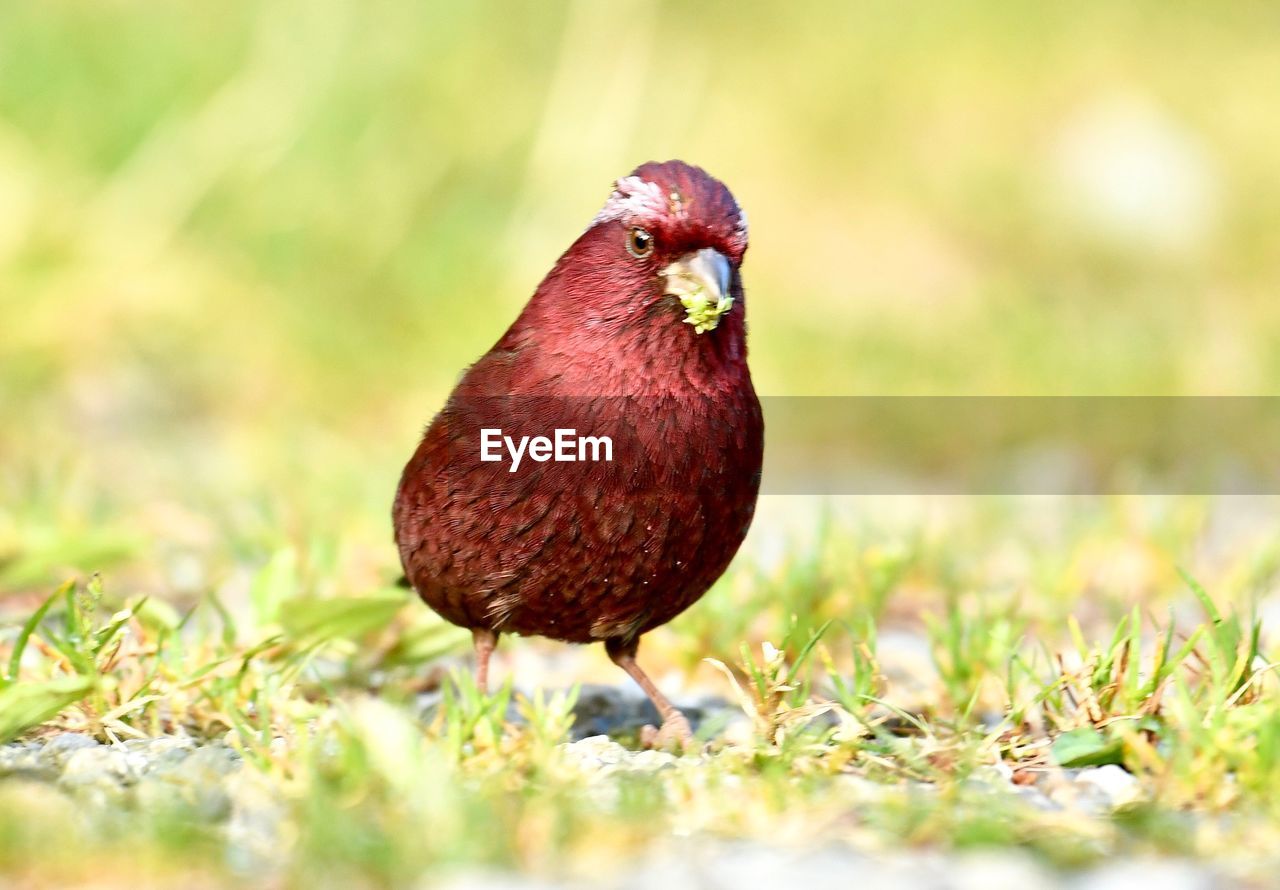 CLOSE-UP OF A BIRD ON GRASS