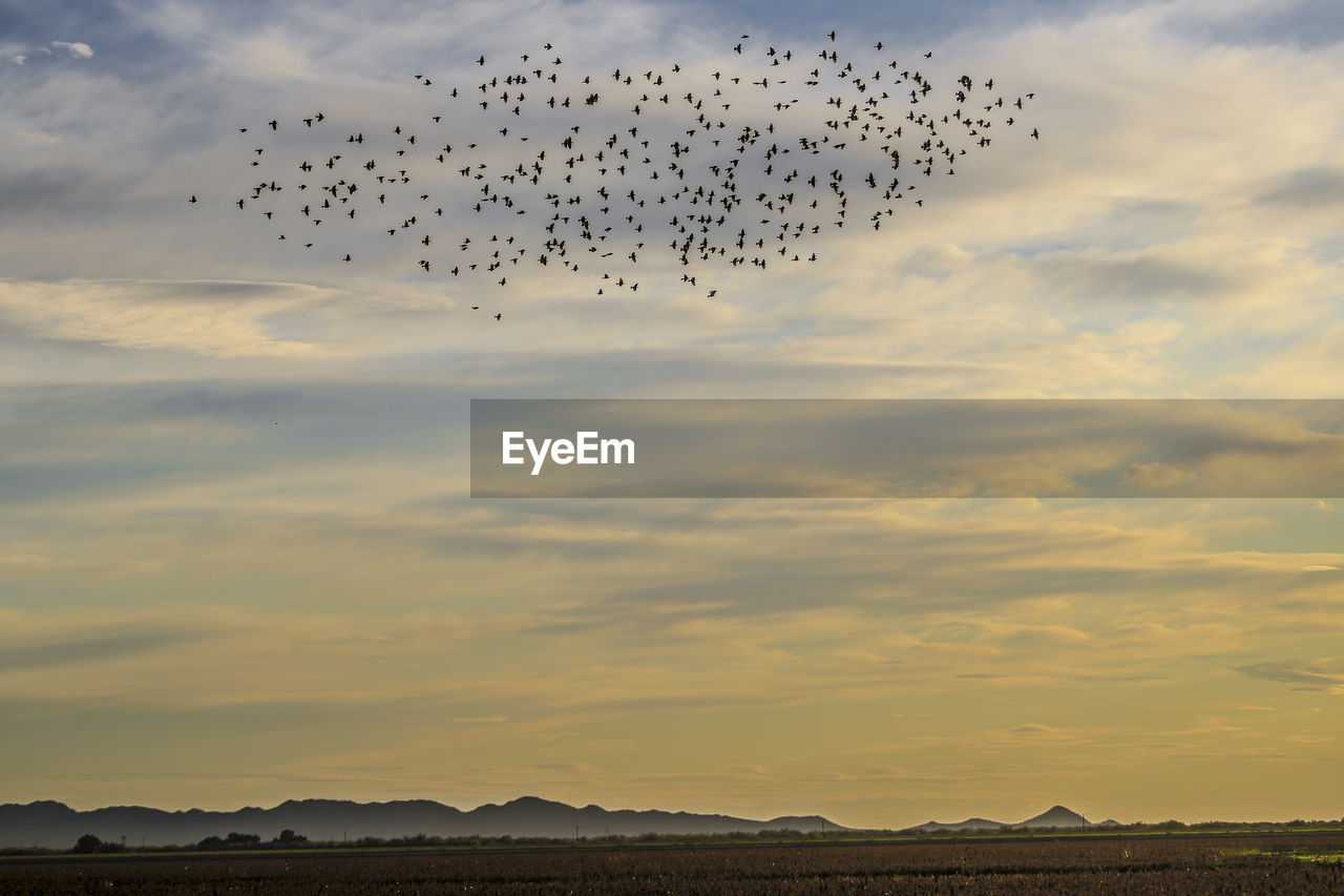 Flock of birds flying in sky