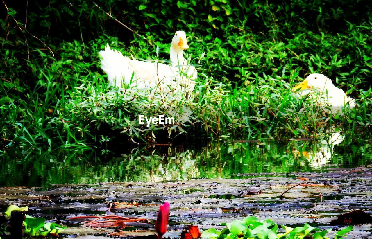 Birds perching on grassy field