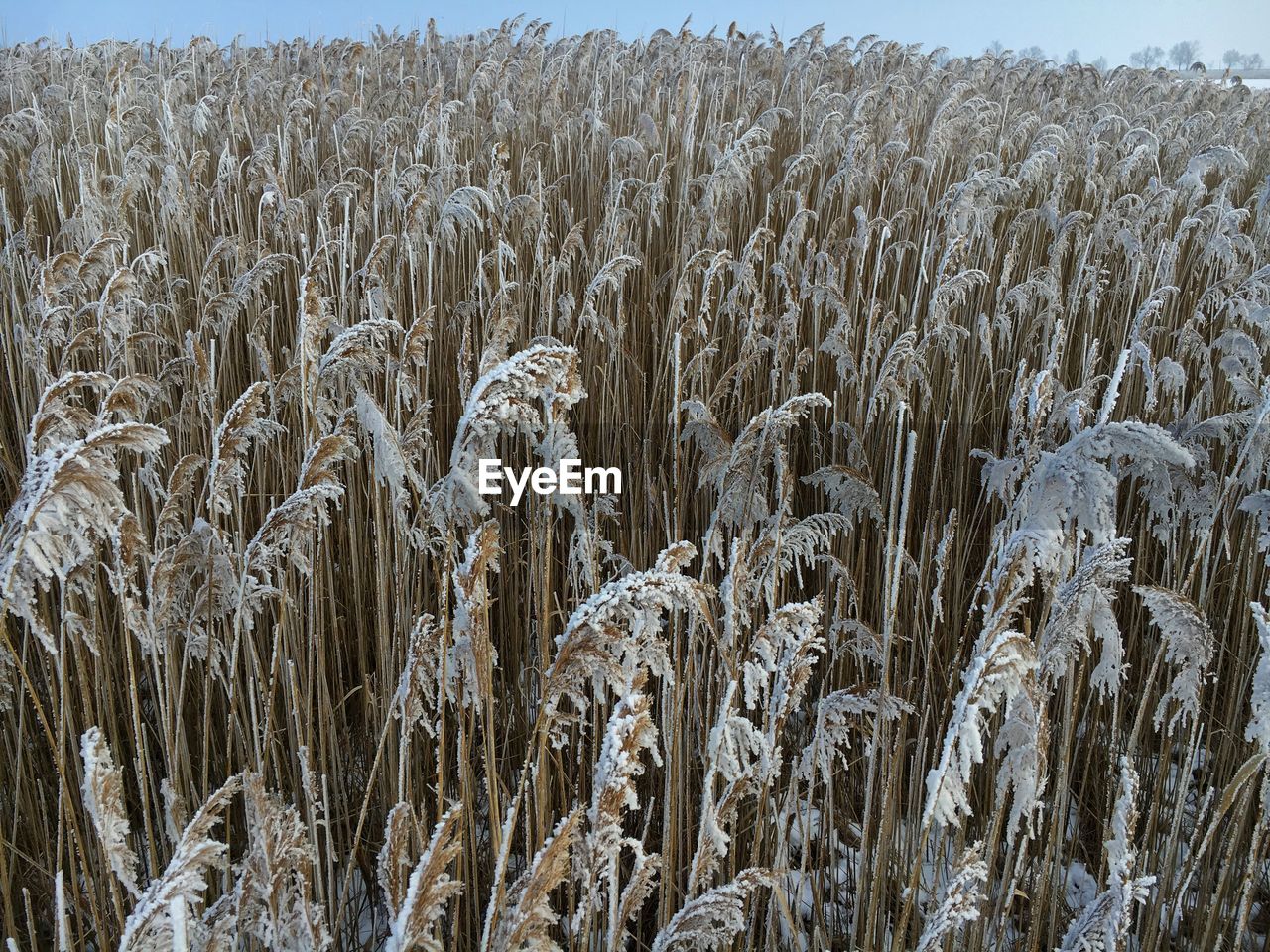 Close-up of wheat field