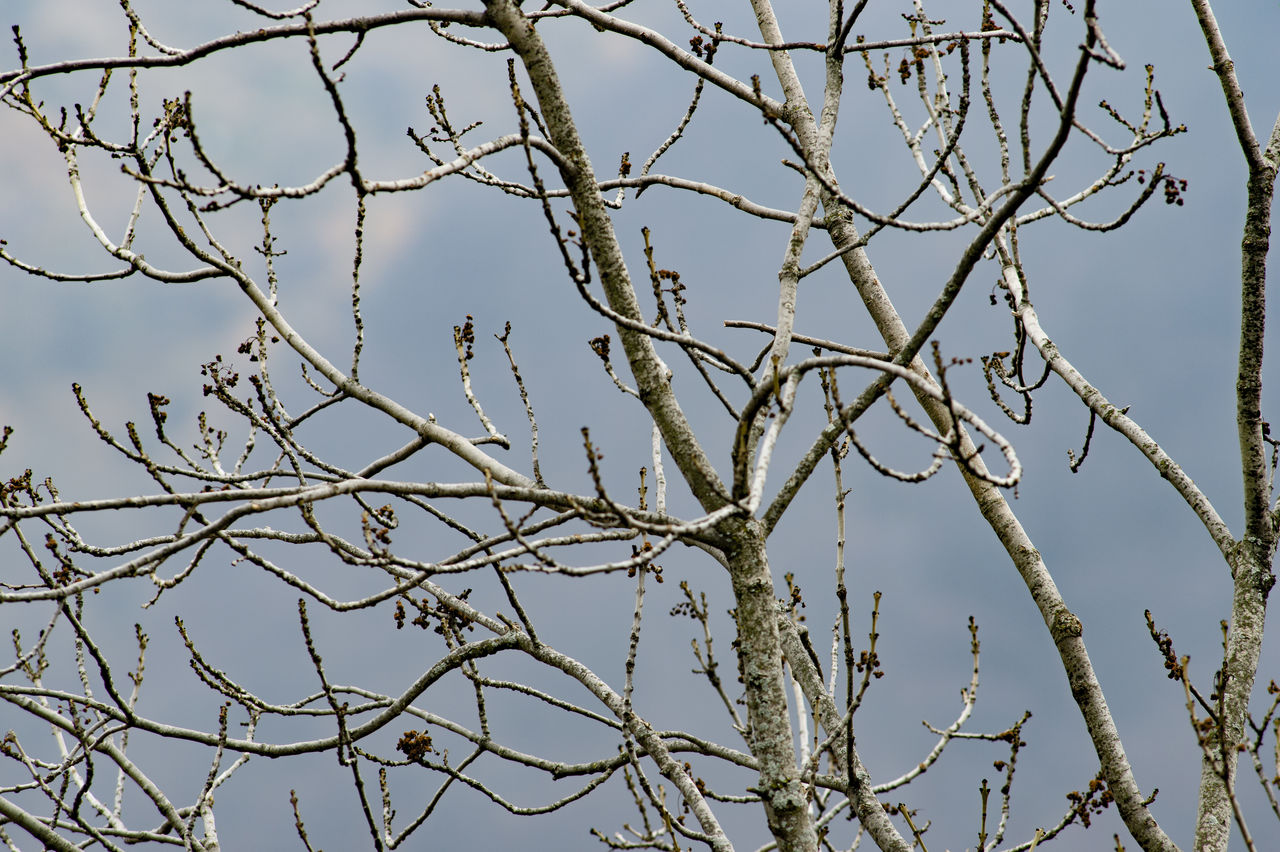 Low angle view of bare tree against clear blue sky