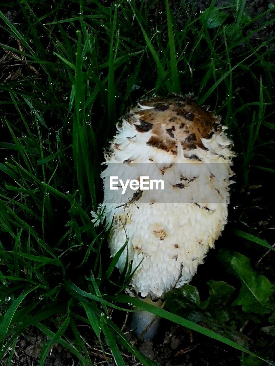 HIGH ANGLE VIEW OF WHITE FLOWERS ON FIELD