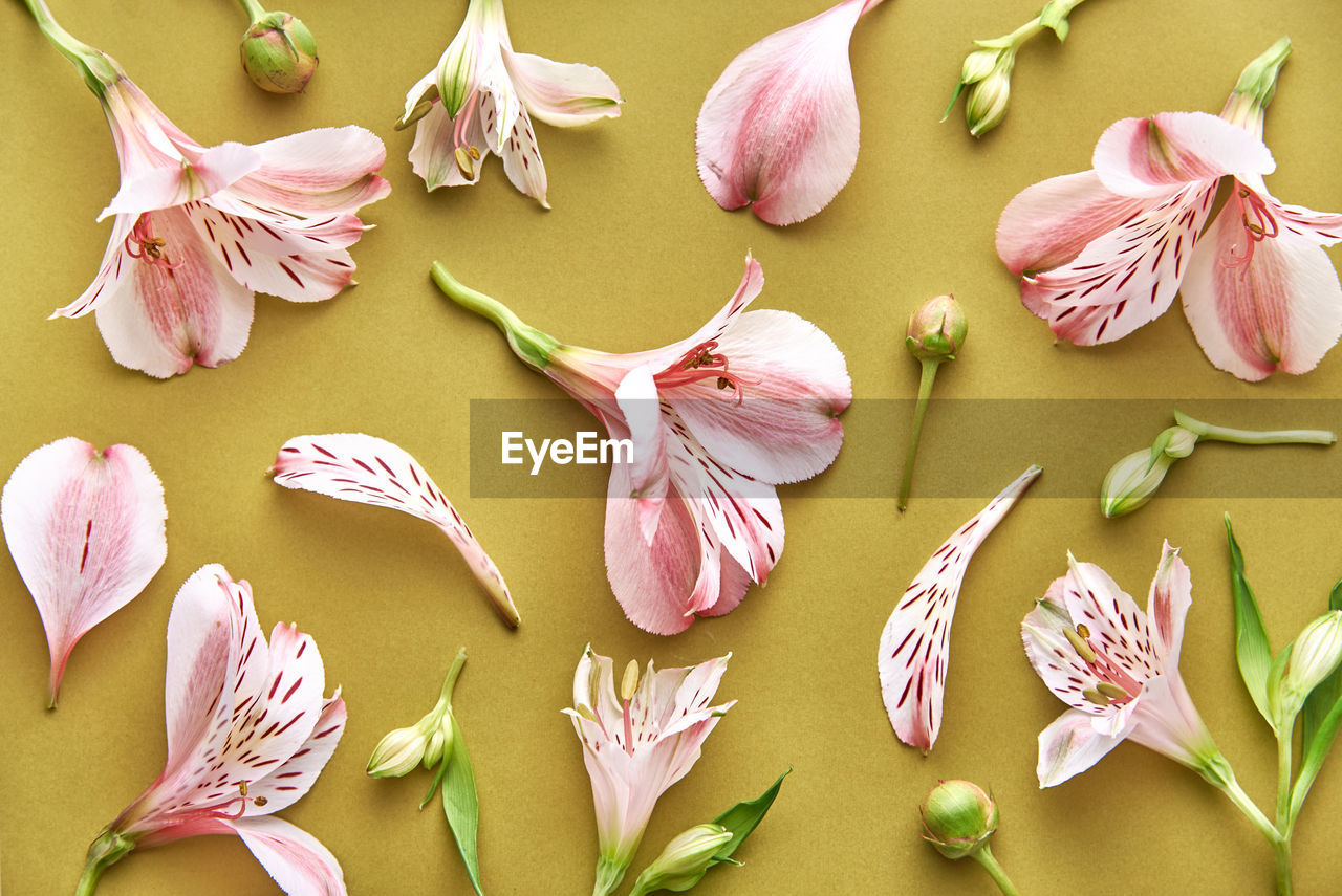 Lily of the incas flower pattern on a colorful background. top view