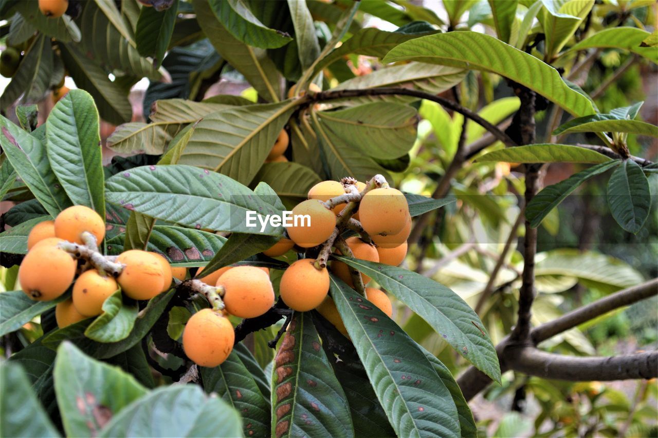 Close-up of fruits growing on tree