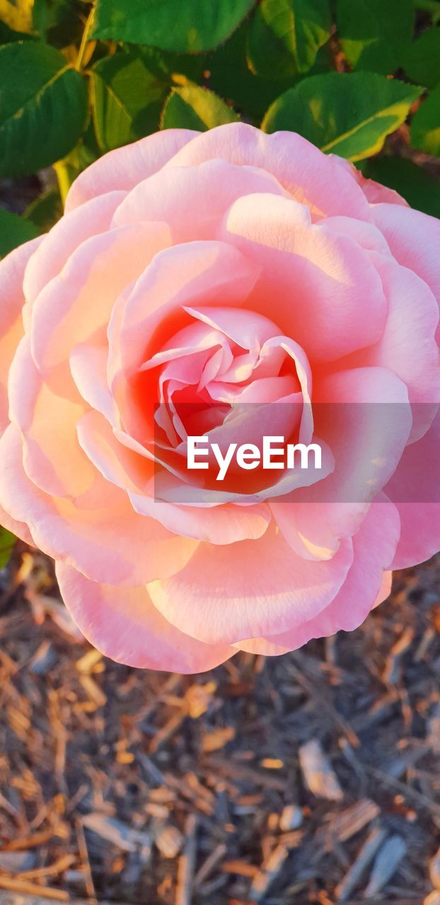 CLOSE-UP OF PINK ROSE IN BLOOM