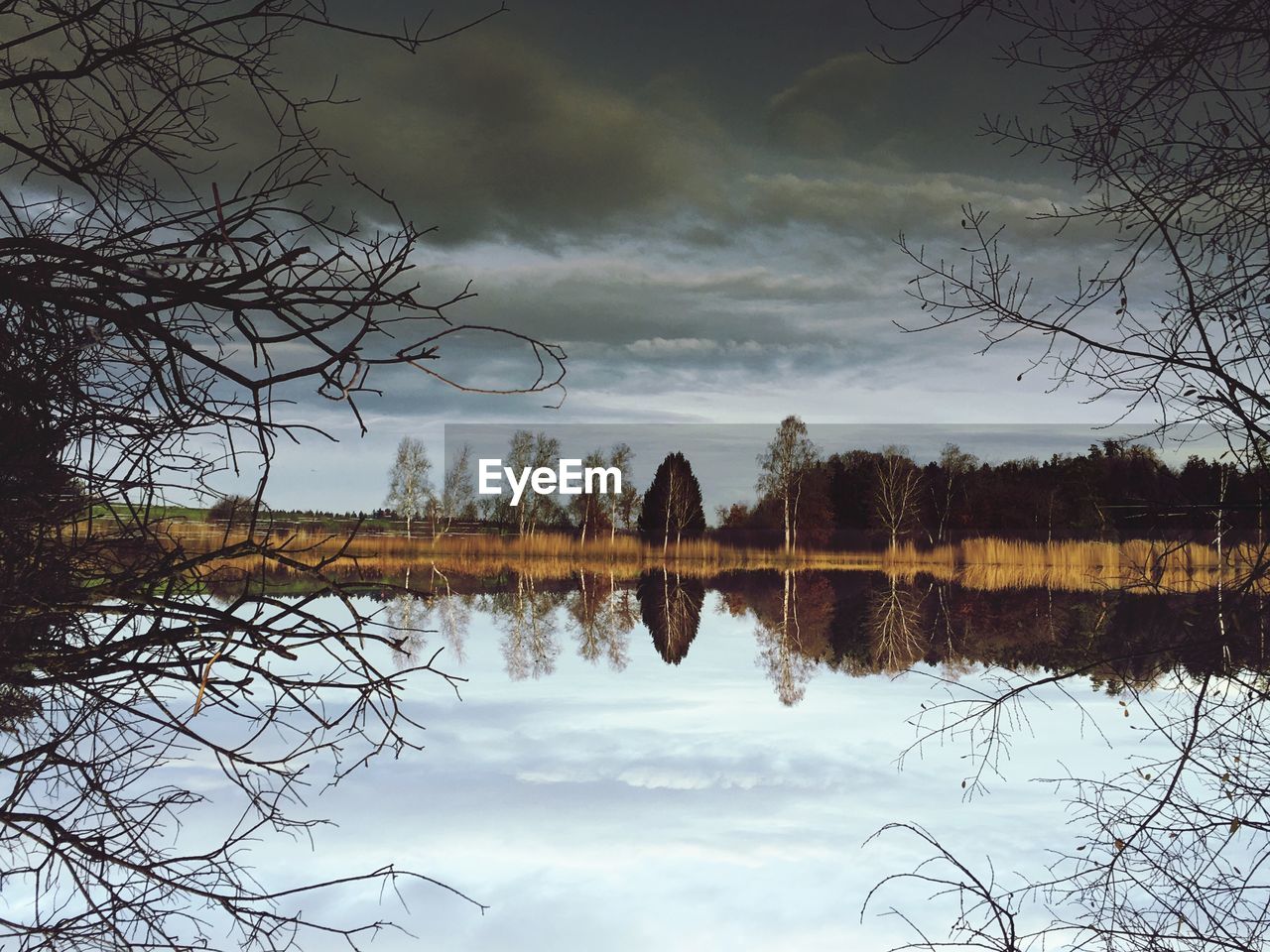 REFLECTION OF BARE TREES IN LAKE