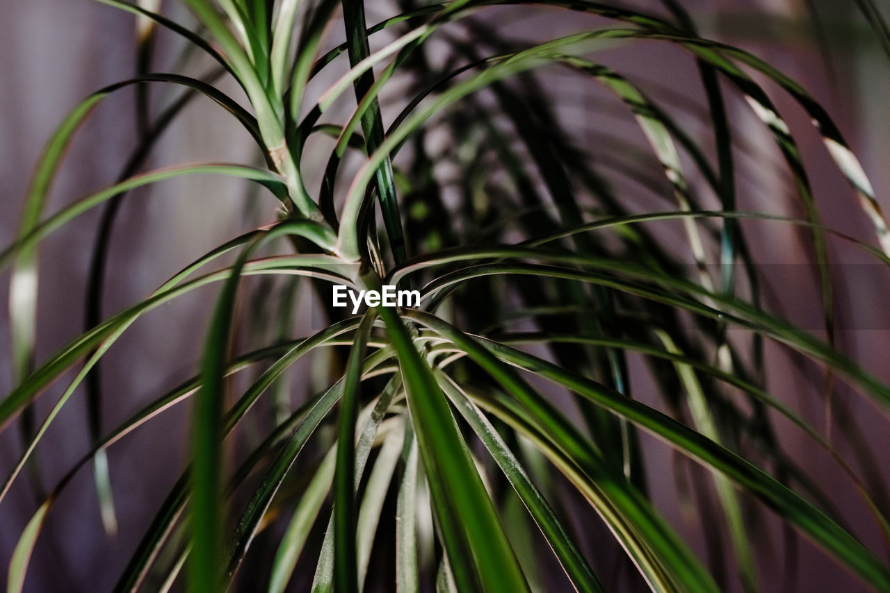 CLOSE-UP OF BAMBOO PLANTS