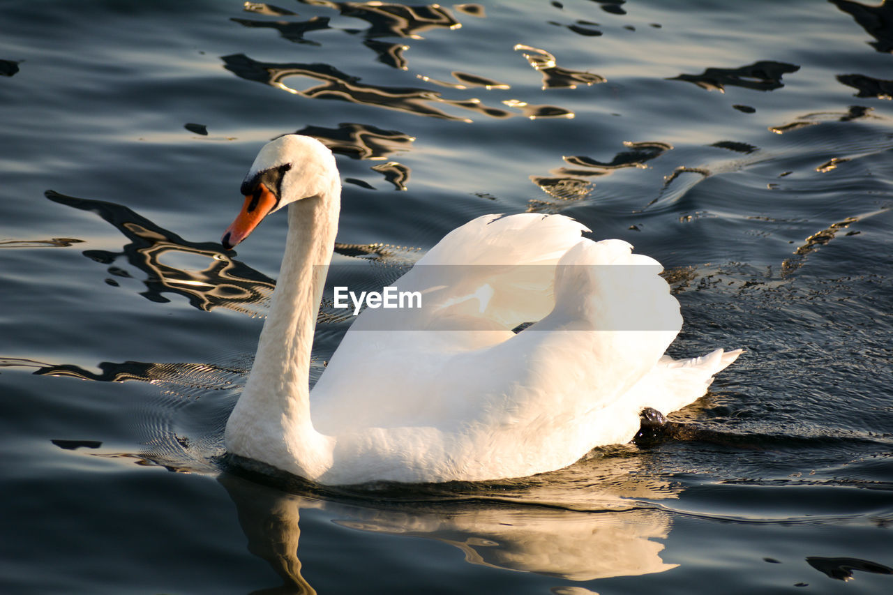 HIGH ANGLE VIEW OF SWANS IN LAKE