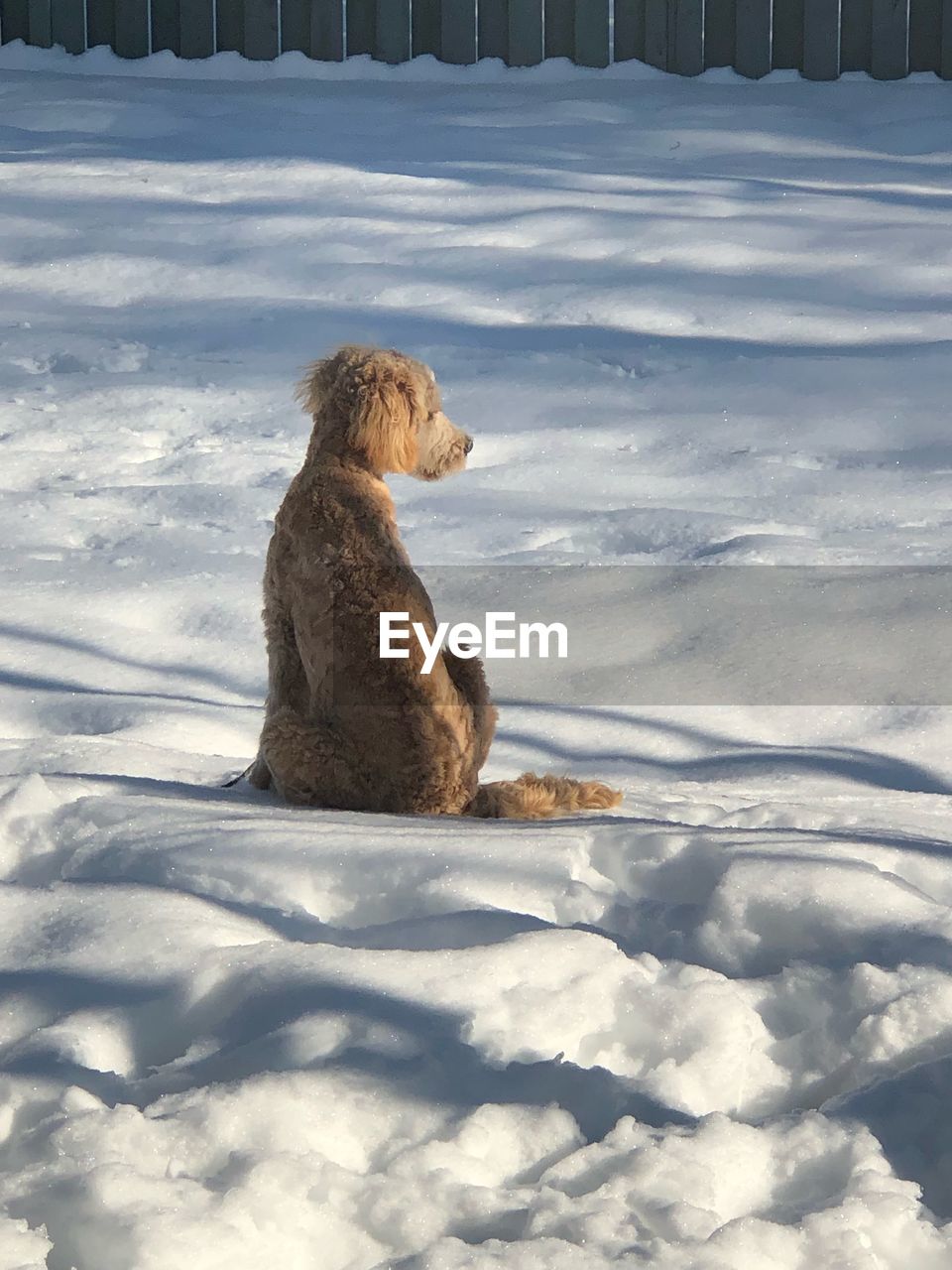 CAT SITTING IN SNOW