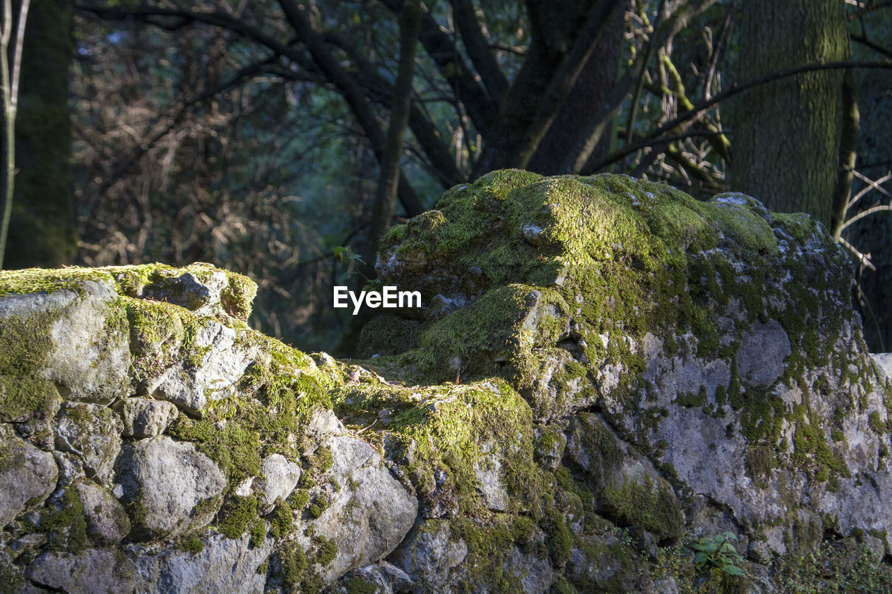 CLOSE-UP OF MOSS ON ROCKS