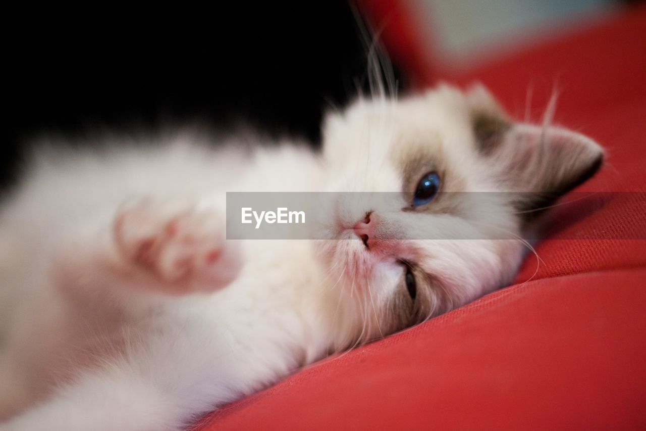 Portrait of cat relaxing on red sofa