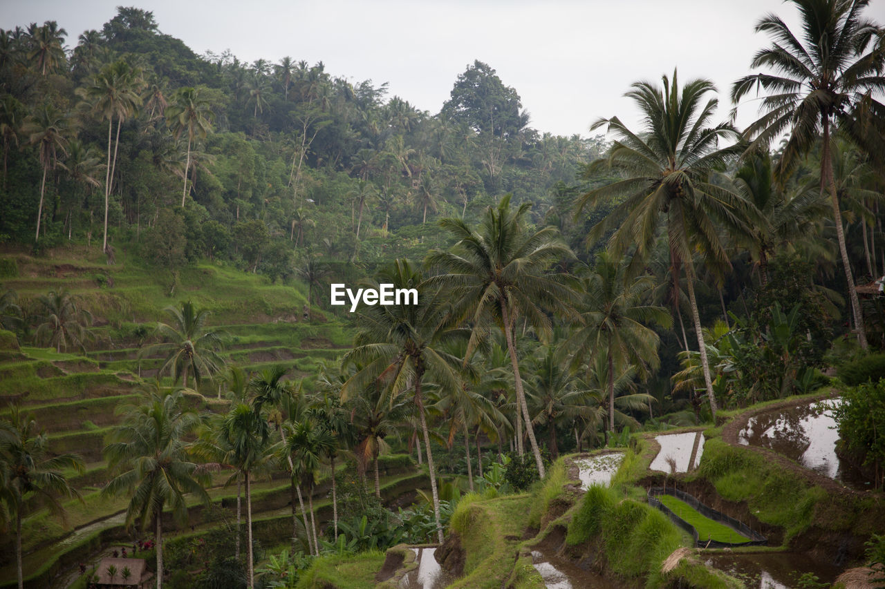 View of hillsides with terraces and palm trees