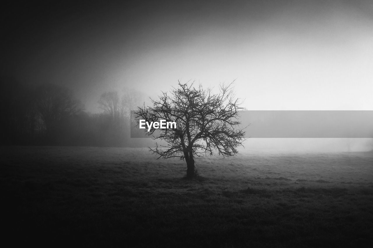 Bare tree on field against sky during foggy weather