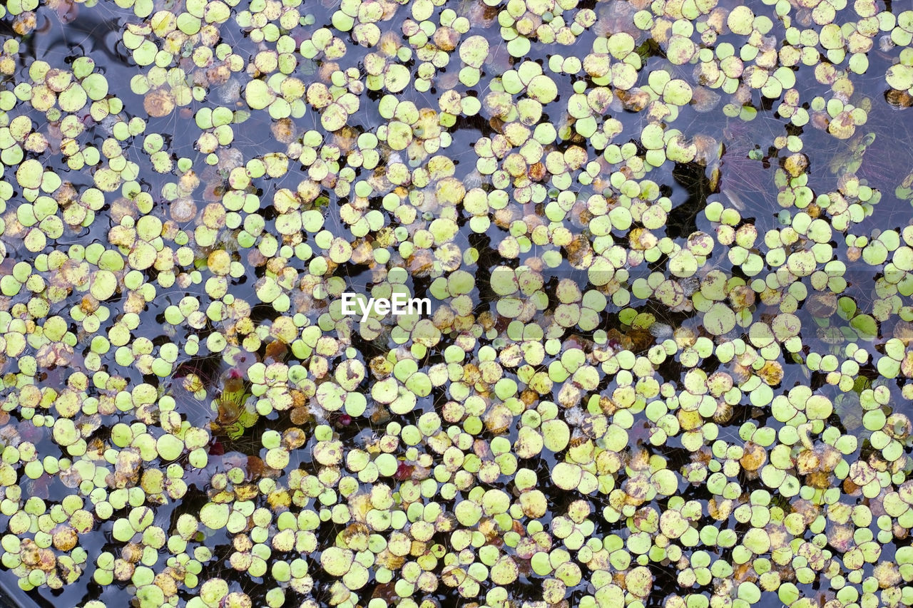 FULL FRAME SHOT OF FLOWERING PLANTS