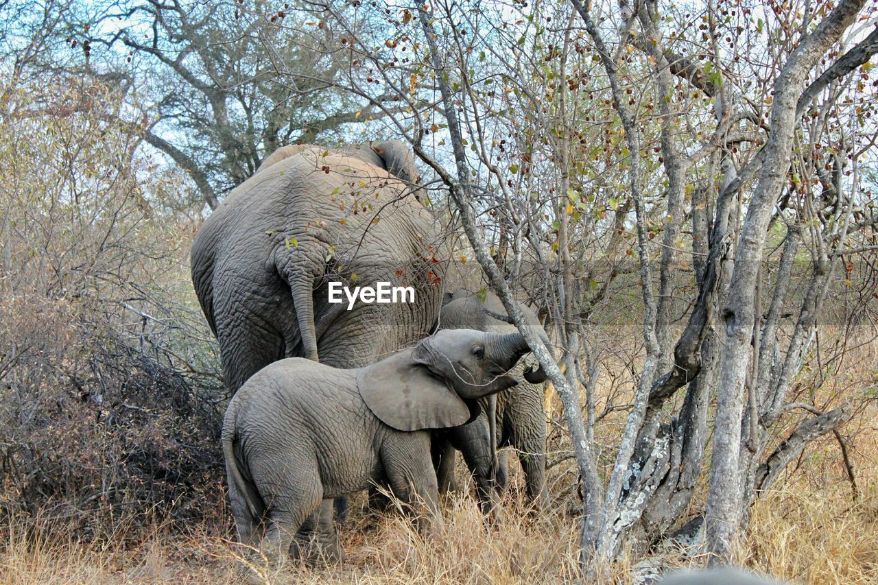 VIEW OF ELEPHANT