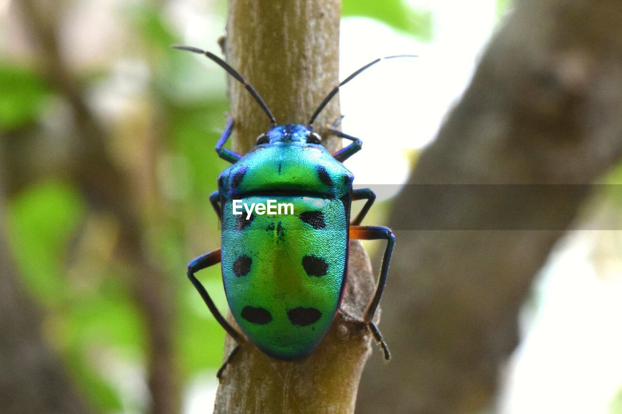 CLOSE-UP OF AN INSECT ON TREE TRUNK