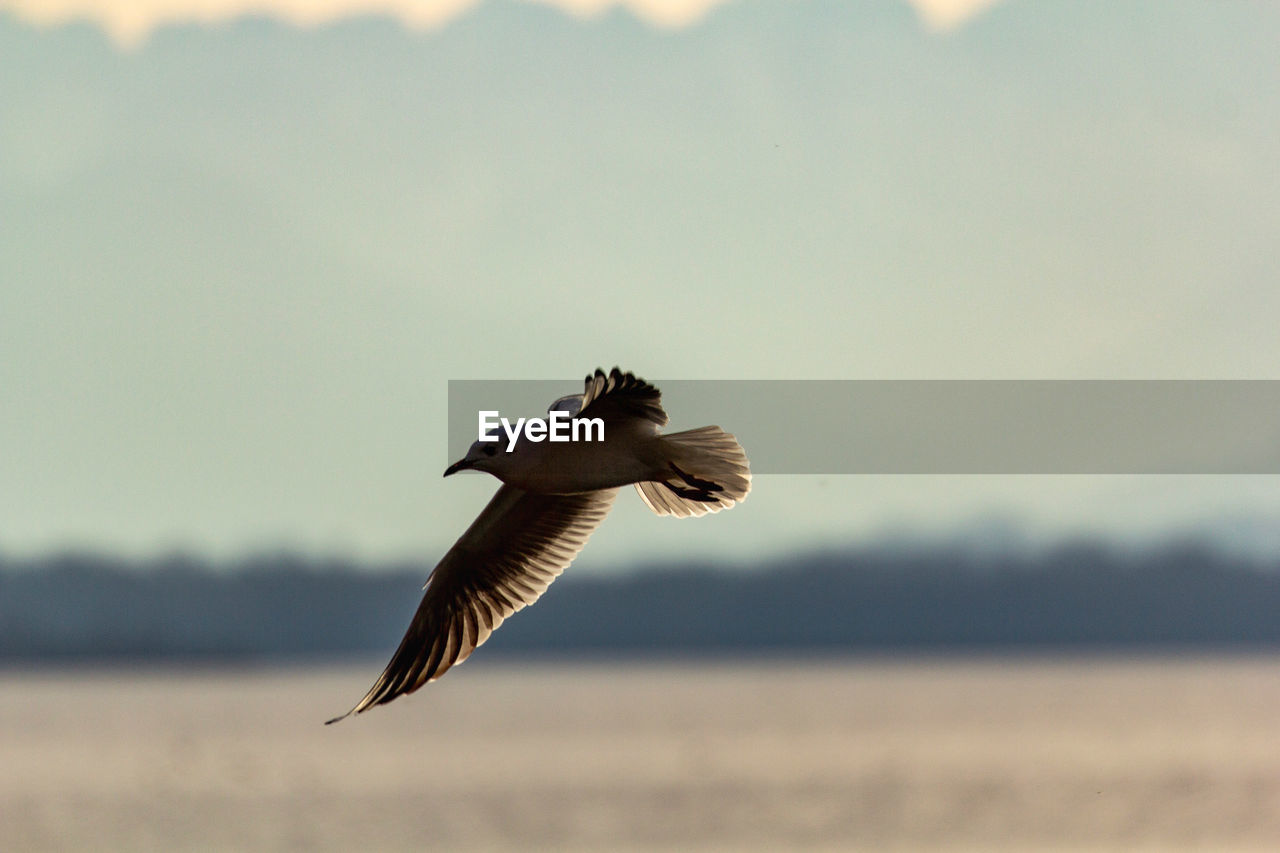 CLOSE-UP OF EAGLE FLYING AGAINST THE SKY