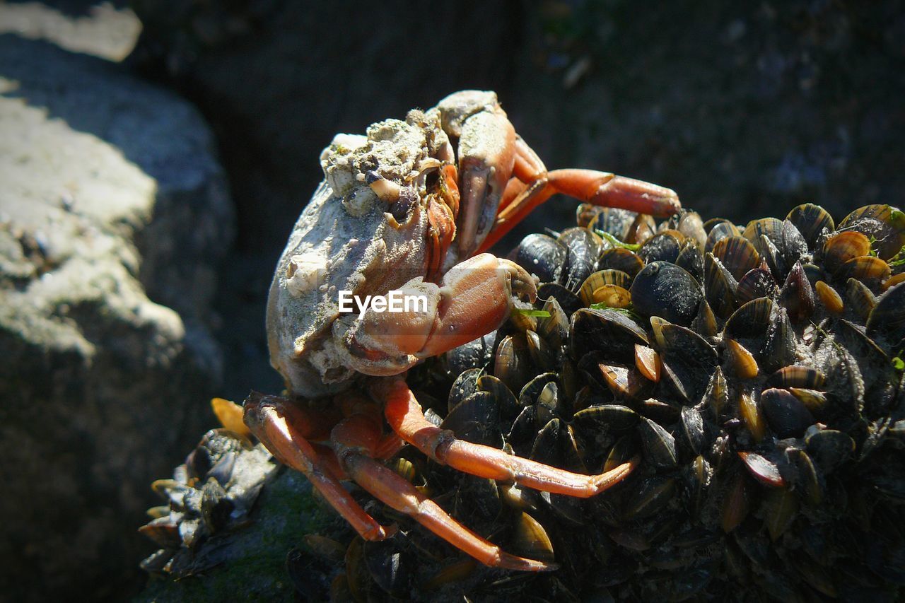 Close-up of crab on beach