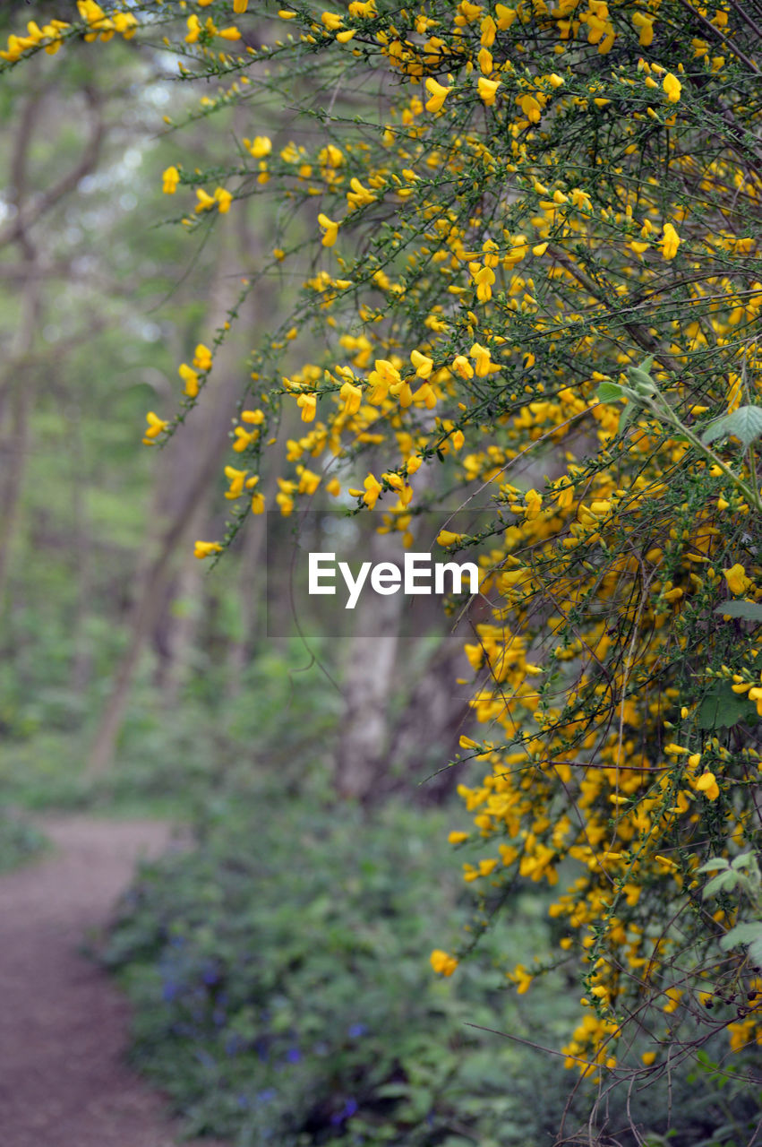 Yellow flowering plant in forest