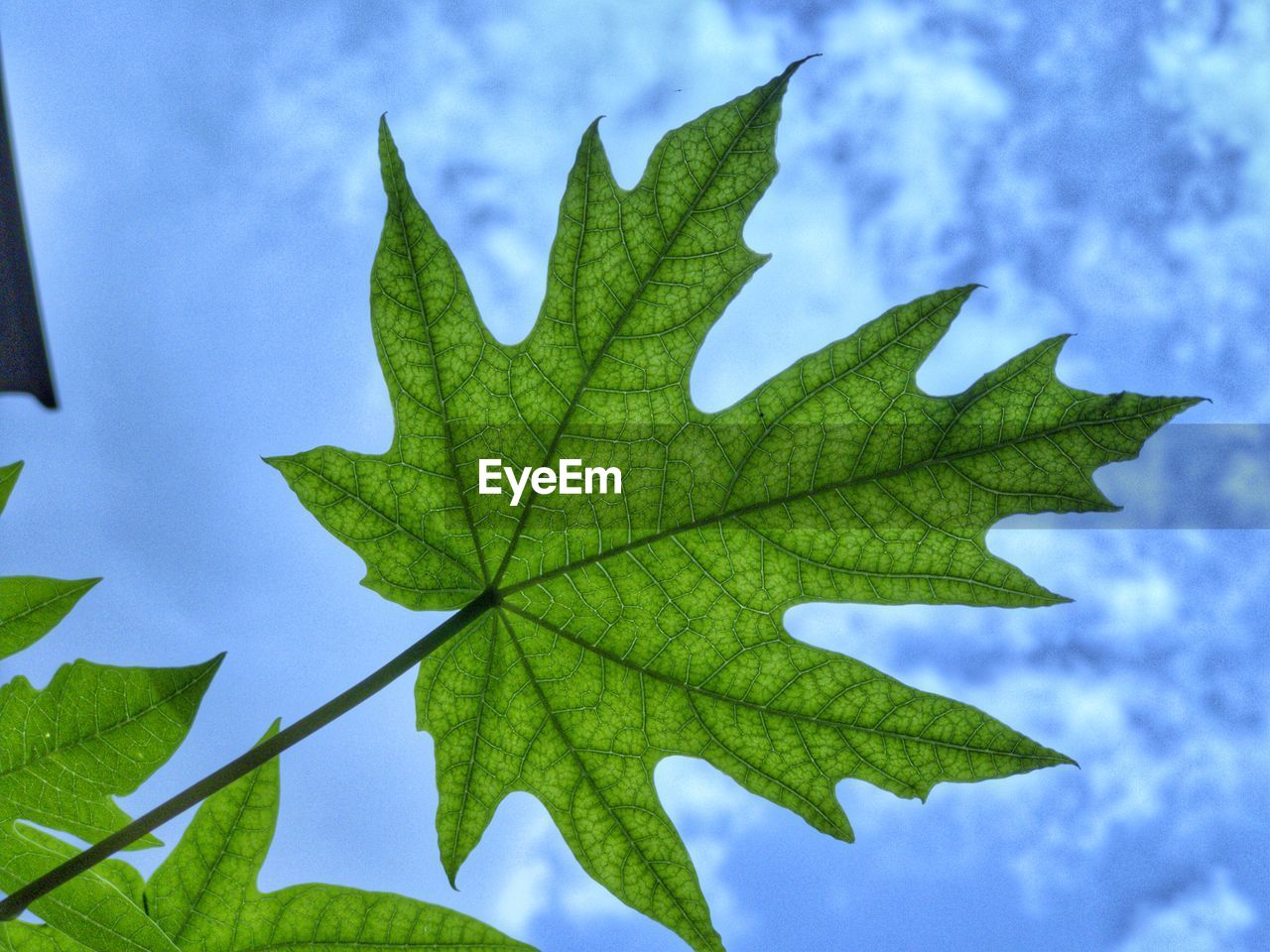 Close-up of maple leaf against sky