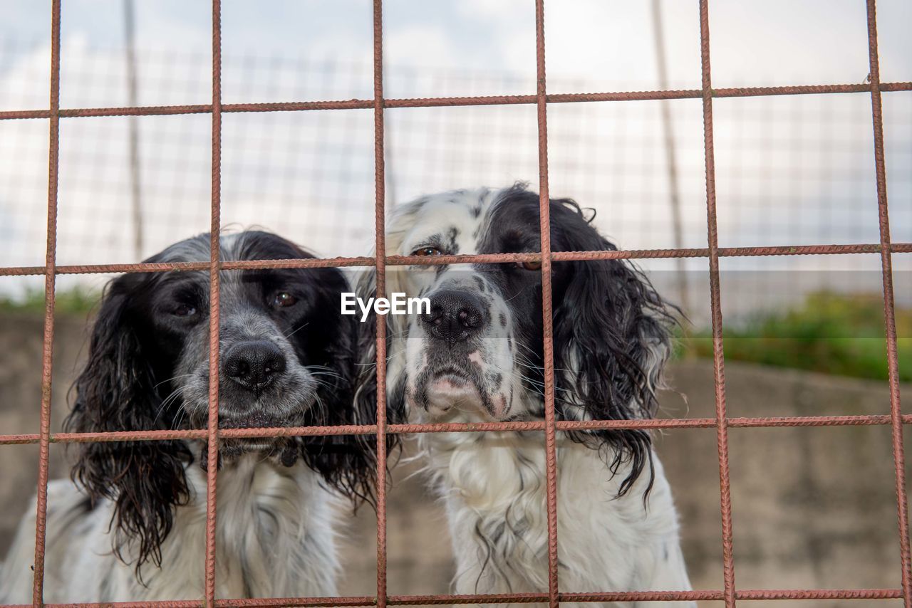 View of dogs in cage