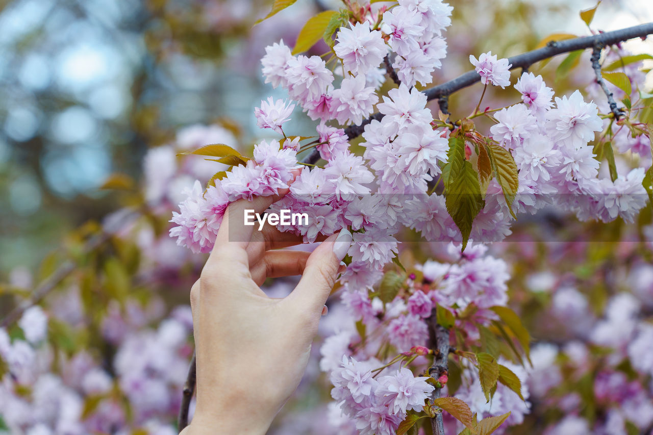 Female hand holding a blooming branch of a pink japanese cherry tree in the garden in spring.