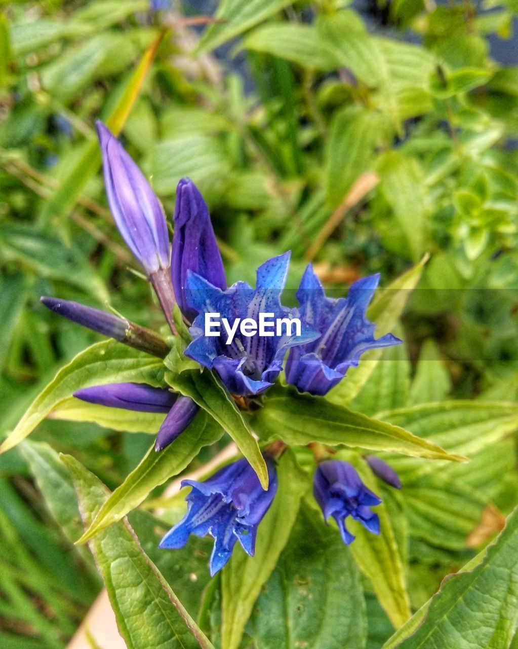 CLOSE-UP OF PURPLE FLOWER BLOOMING IN PLANT