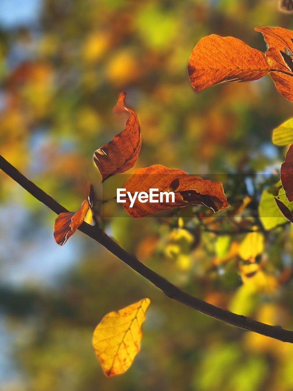 CLOSE-UP OF DRY LEAVES ON PLANT AGAINST TREE