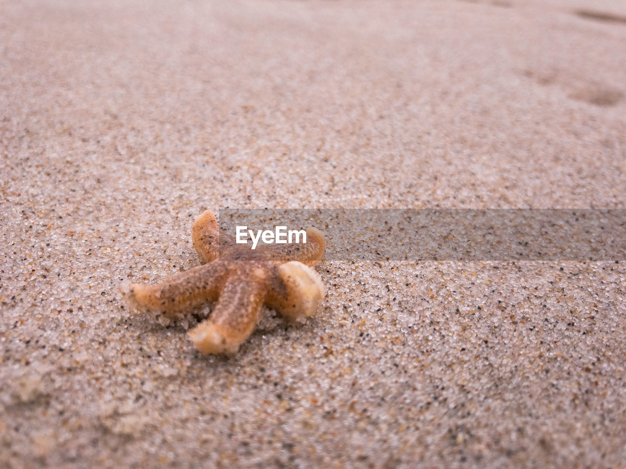 Starfish at sandy beach