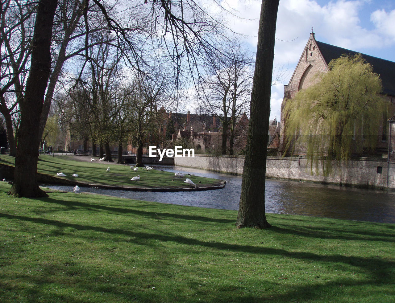 Swans on riverbank against sky