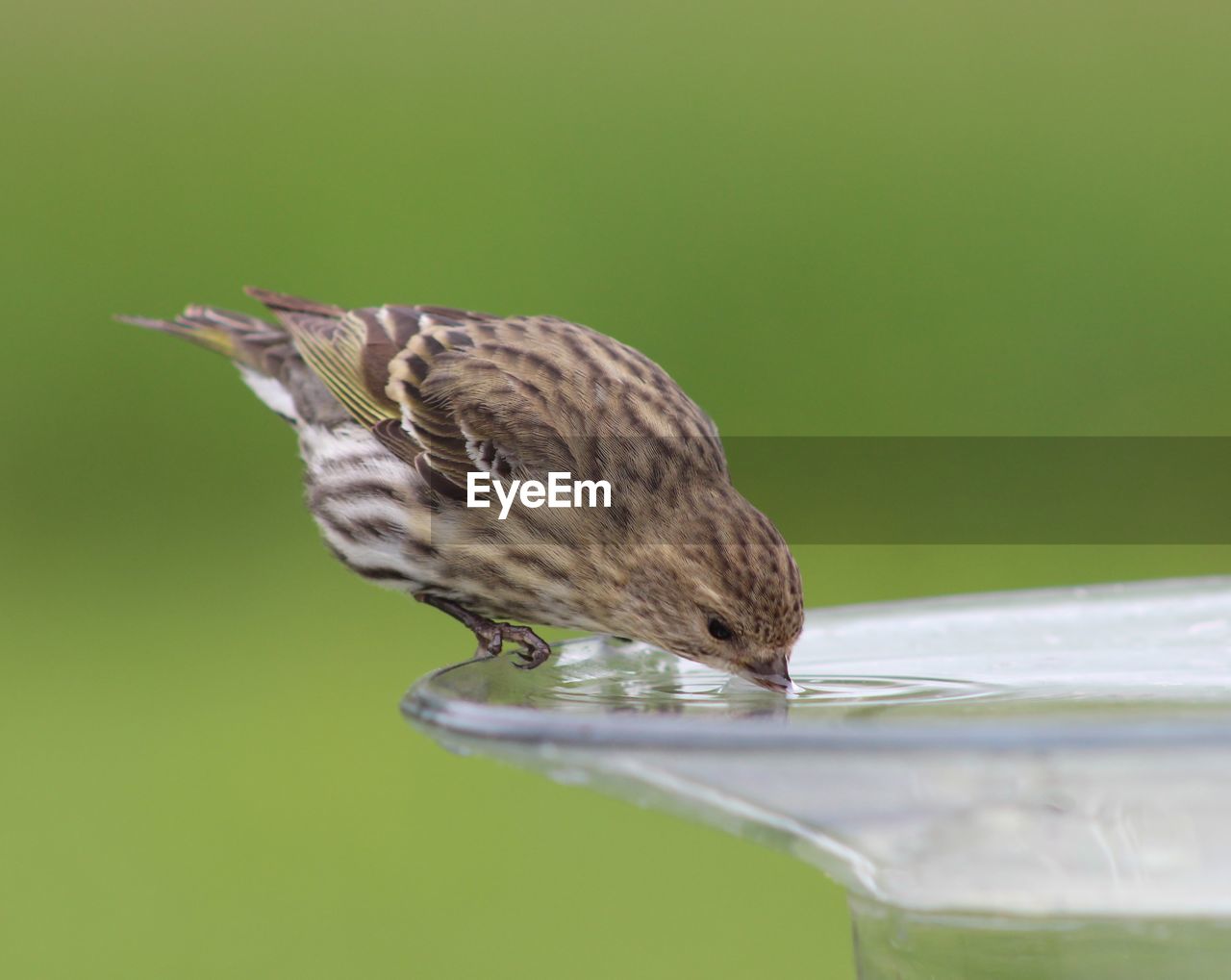 CLOSE-UP OF BIRD PERCHING ON A LEAF