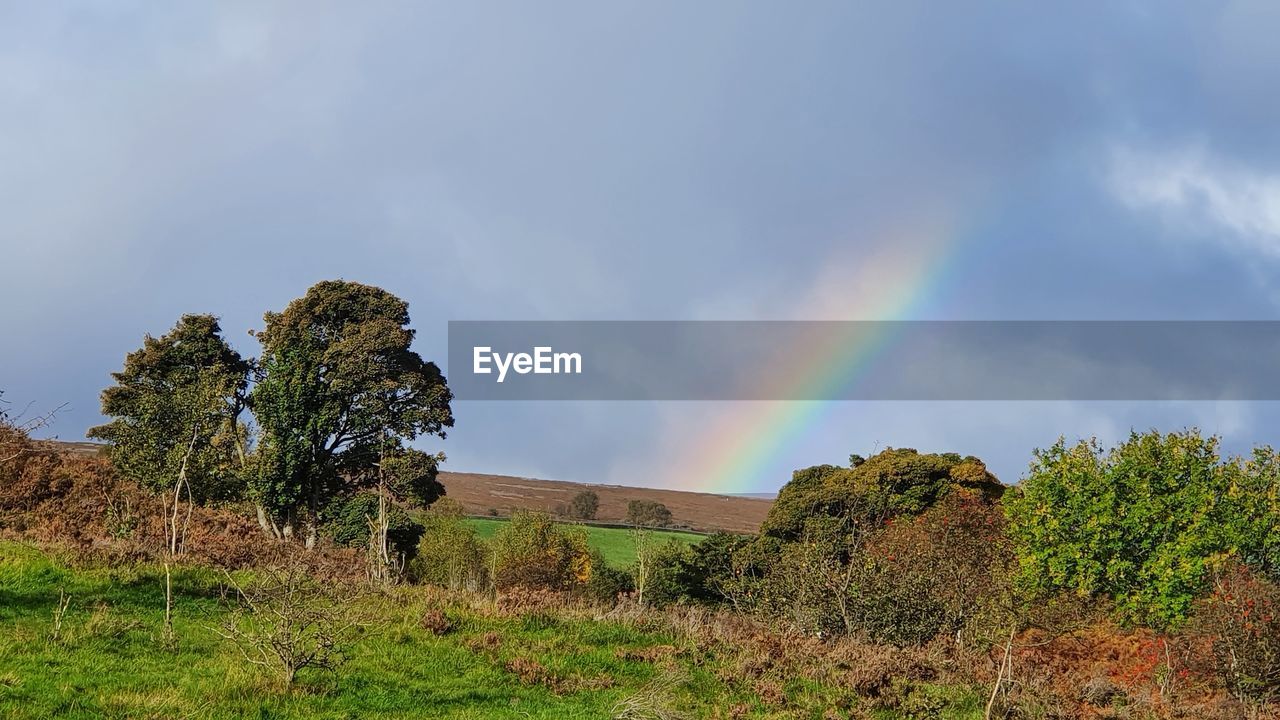 LOW ANGLE VIEW OF RAINBOW OVER TREES AGAINST SKY