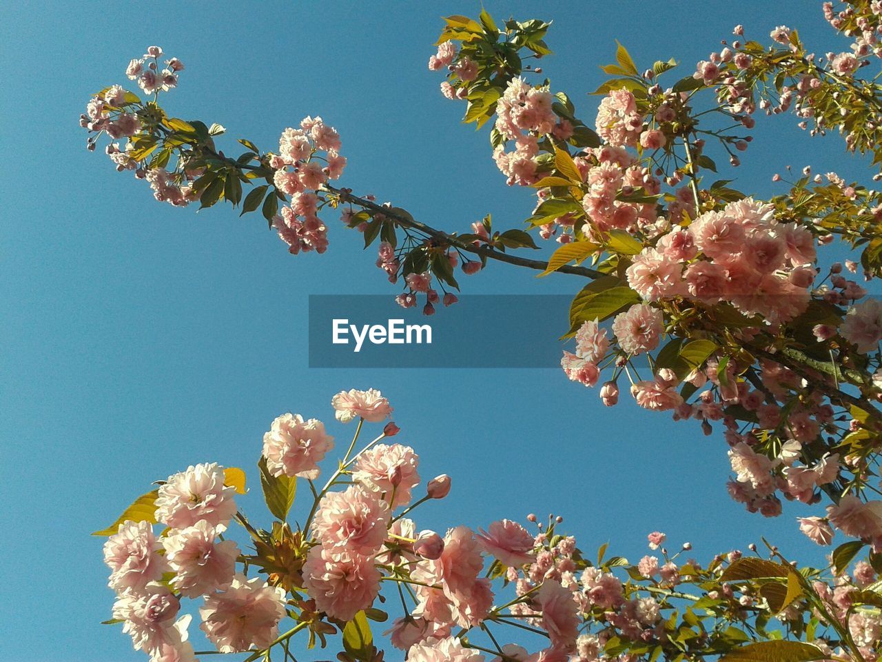 Low angle view of cherry tree against clear blue sky