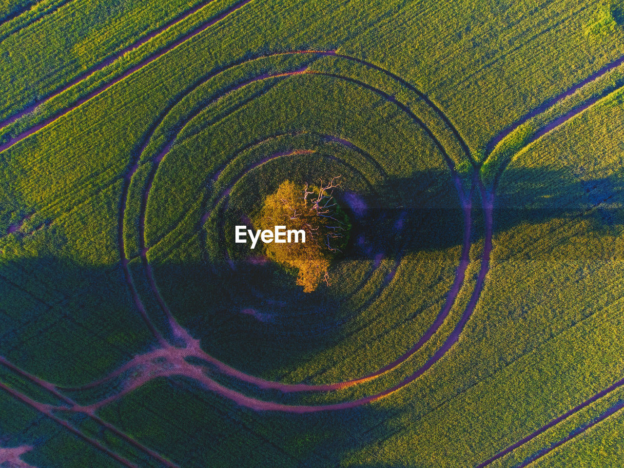 Full frame shot of single tree in field with circled tractor lines