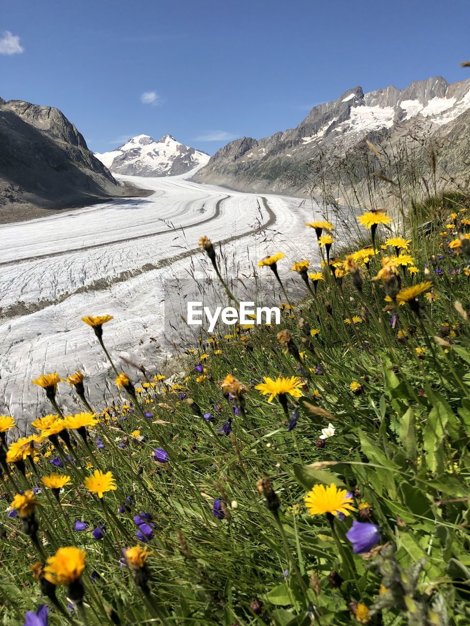 Yellow flowers on snow covered land