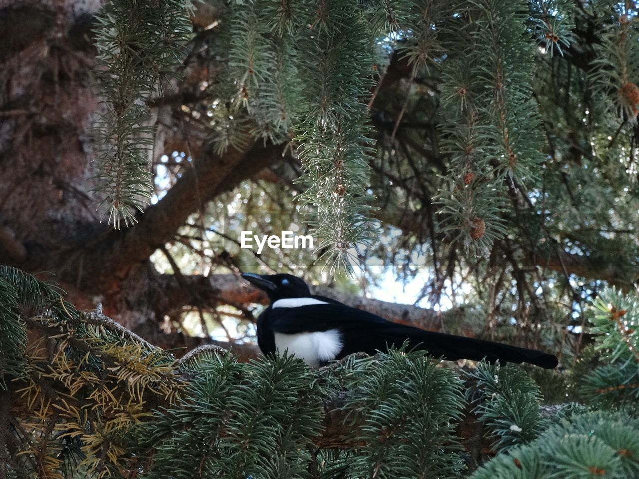 BIRD PERCHING ON TREE BRANCH