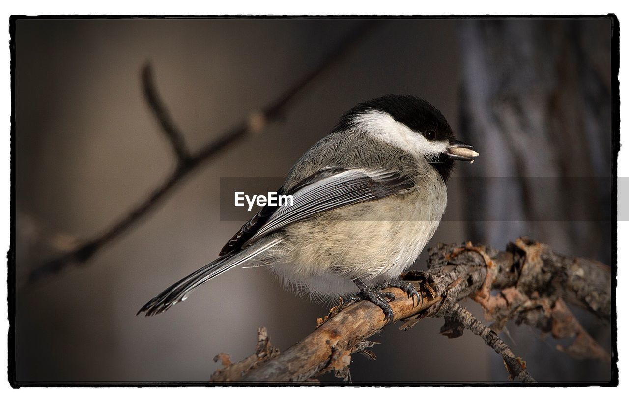 CLOSE-UP OF BIRDS PERCHING ON TREE