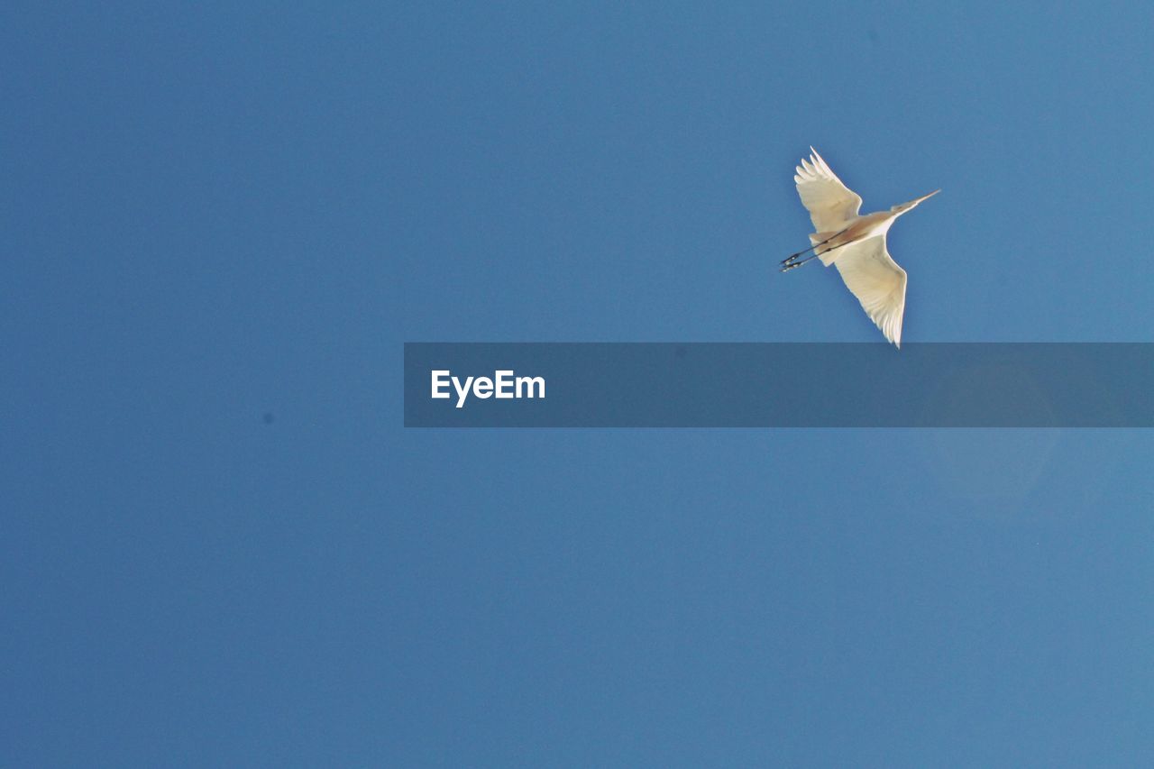 LOW ANGLE VIEW OF AIRPLANE FLYING IN CLEAR SKY