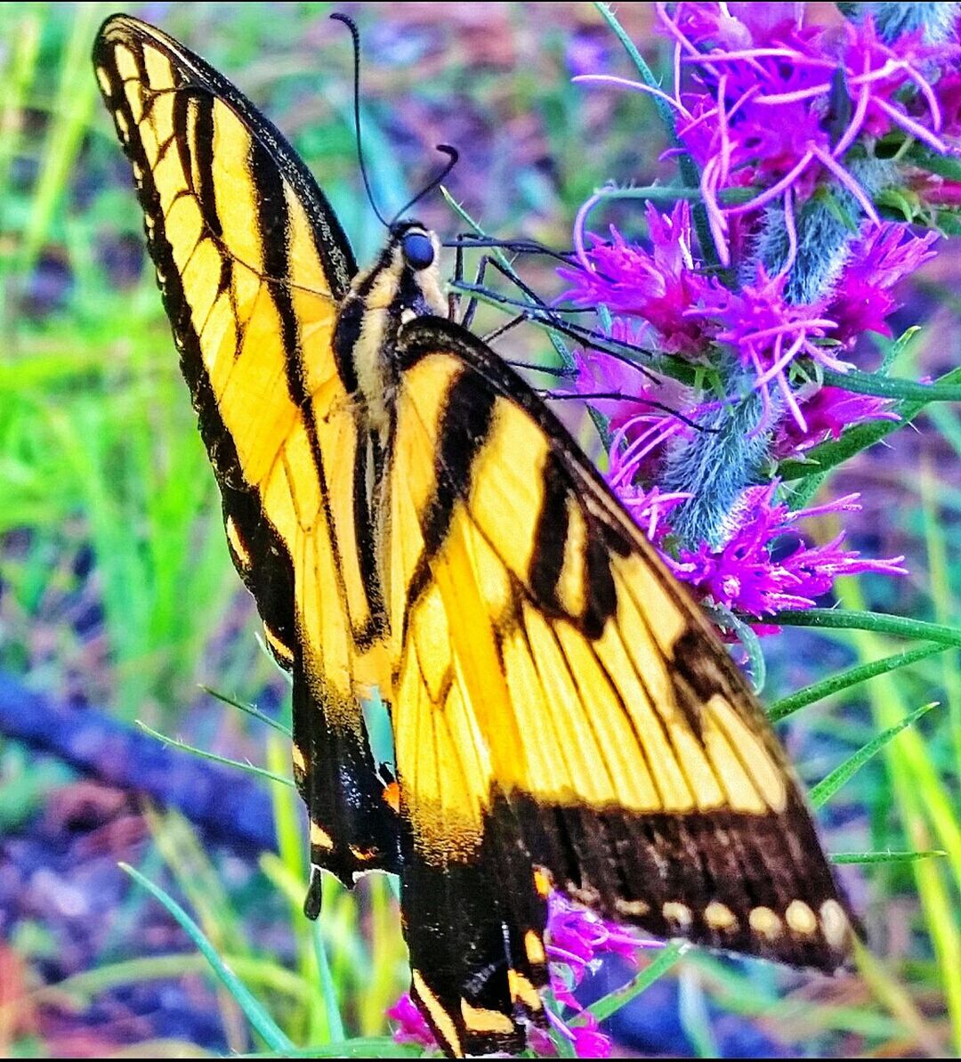 Macro shot of butterfly perching on fresh purple flowers