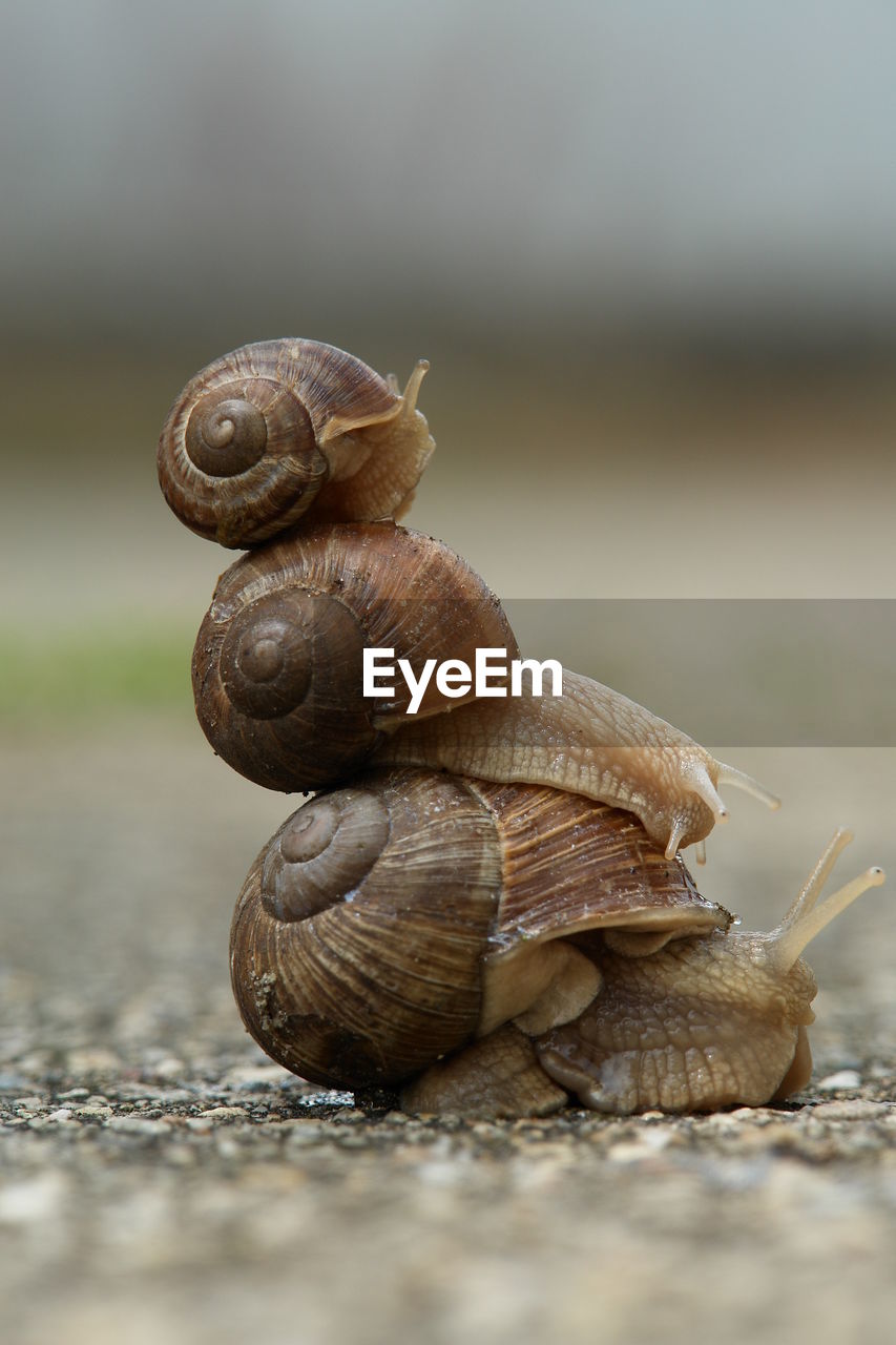 Close-up of snails on ground