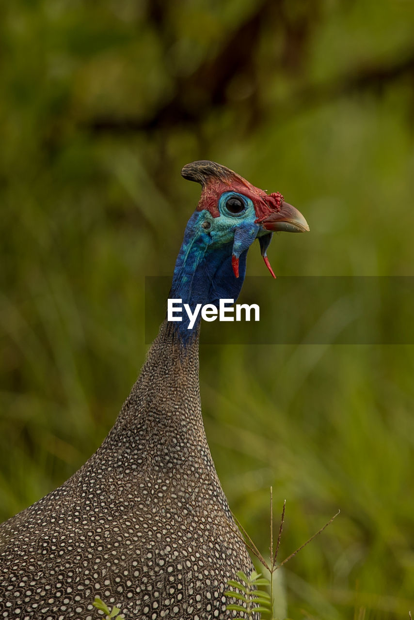 Close-up of peahen