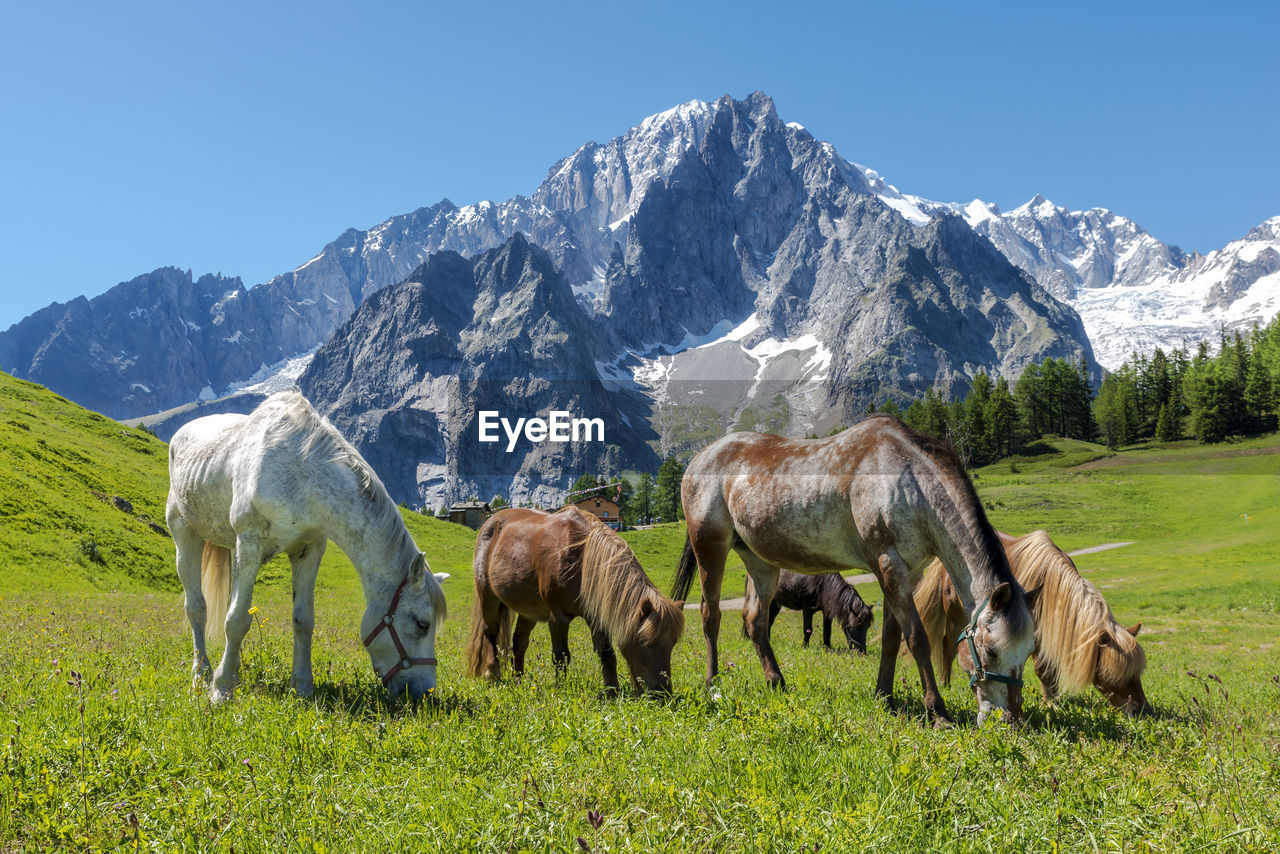 HORSES IN A FIELD