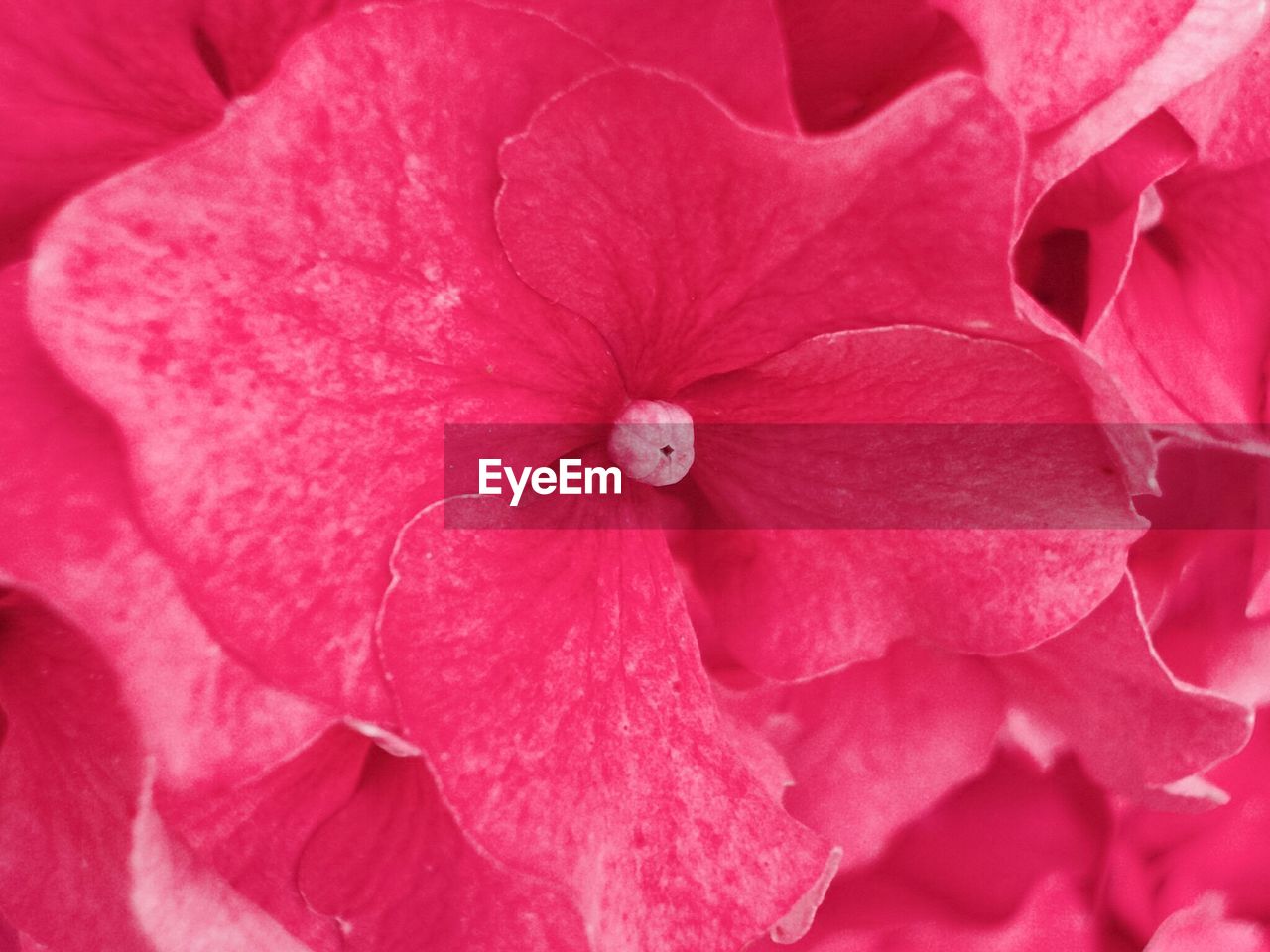 Close-up of hydrangea pink flowers outdoors