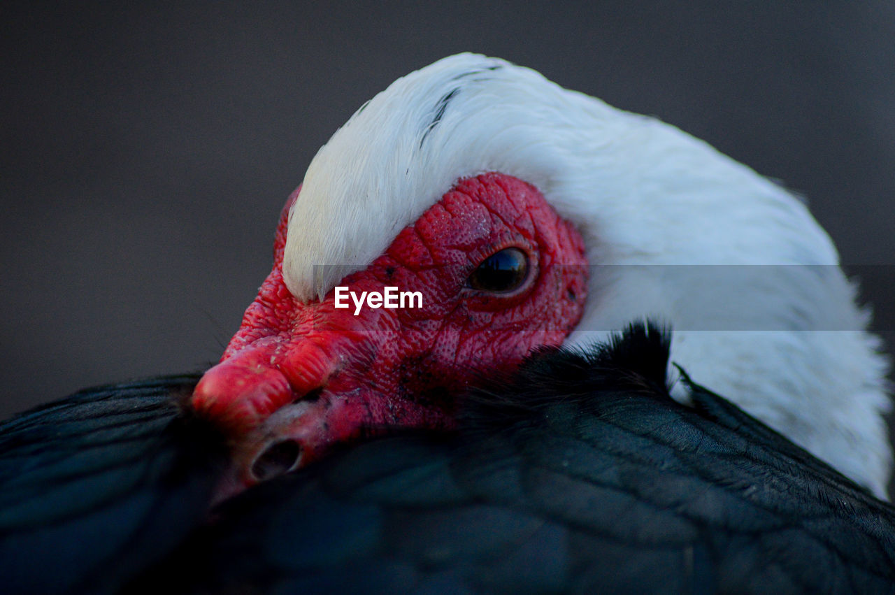 A muscovy duck staring into the camera