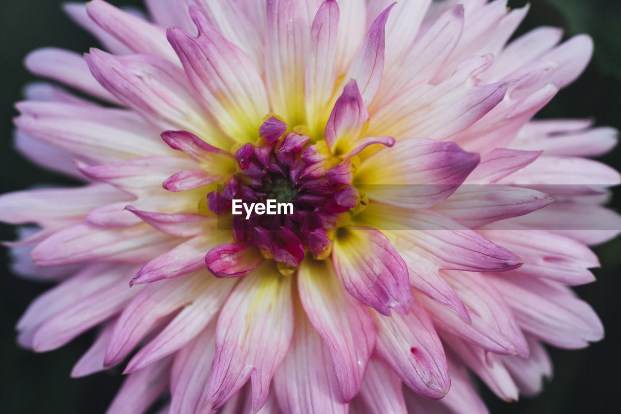 Close-up of pink dahlia