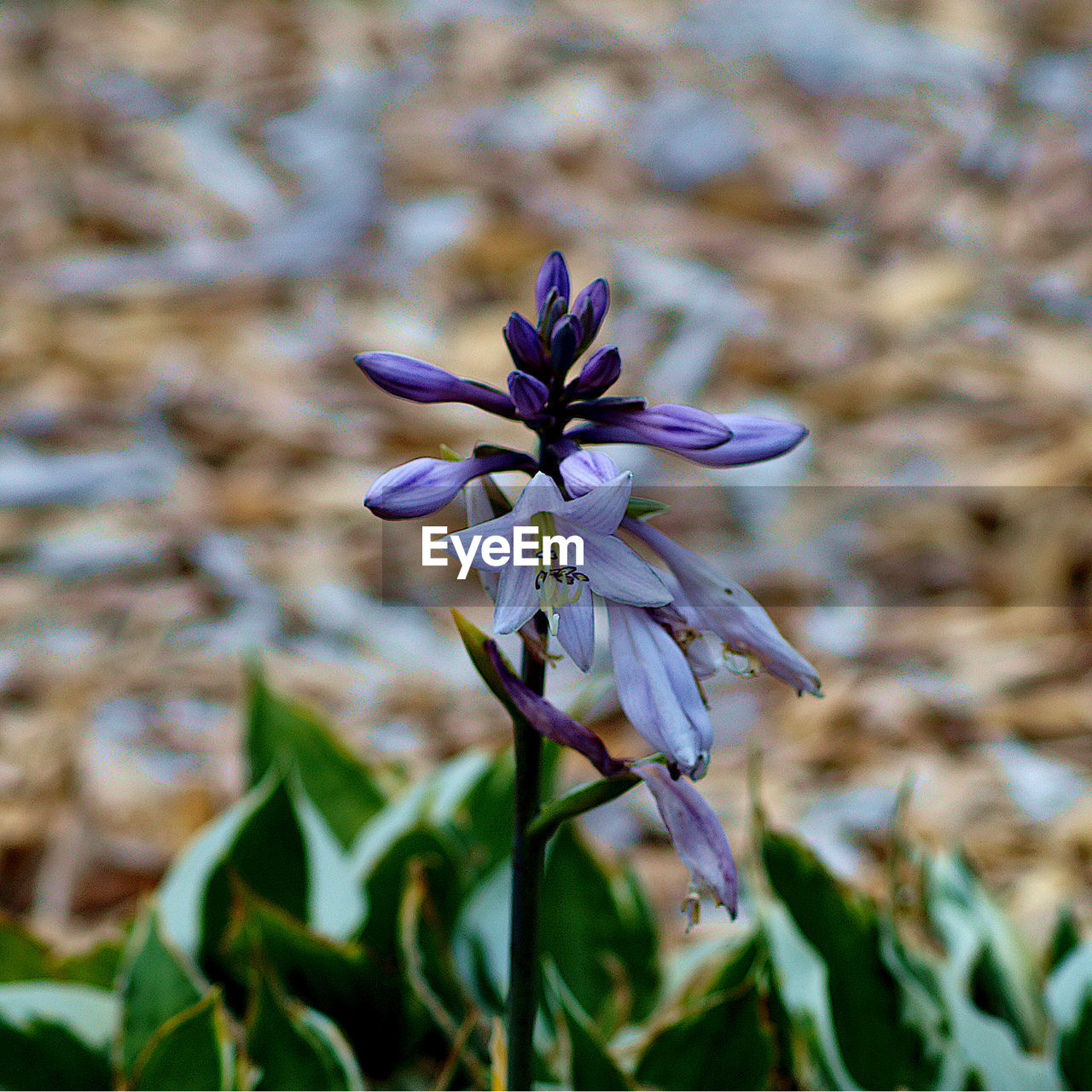 Close-up of purple flowering plant