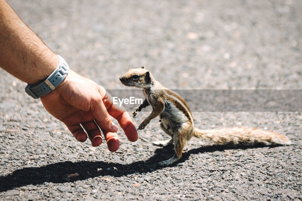 Cropped hand by squirrel on road during sunny day