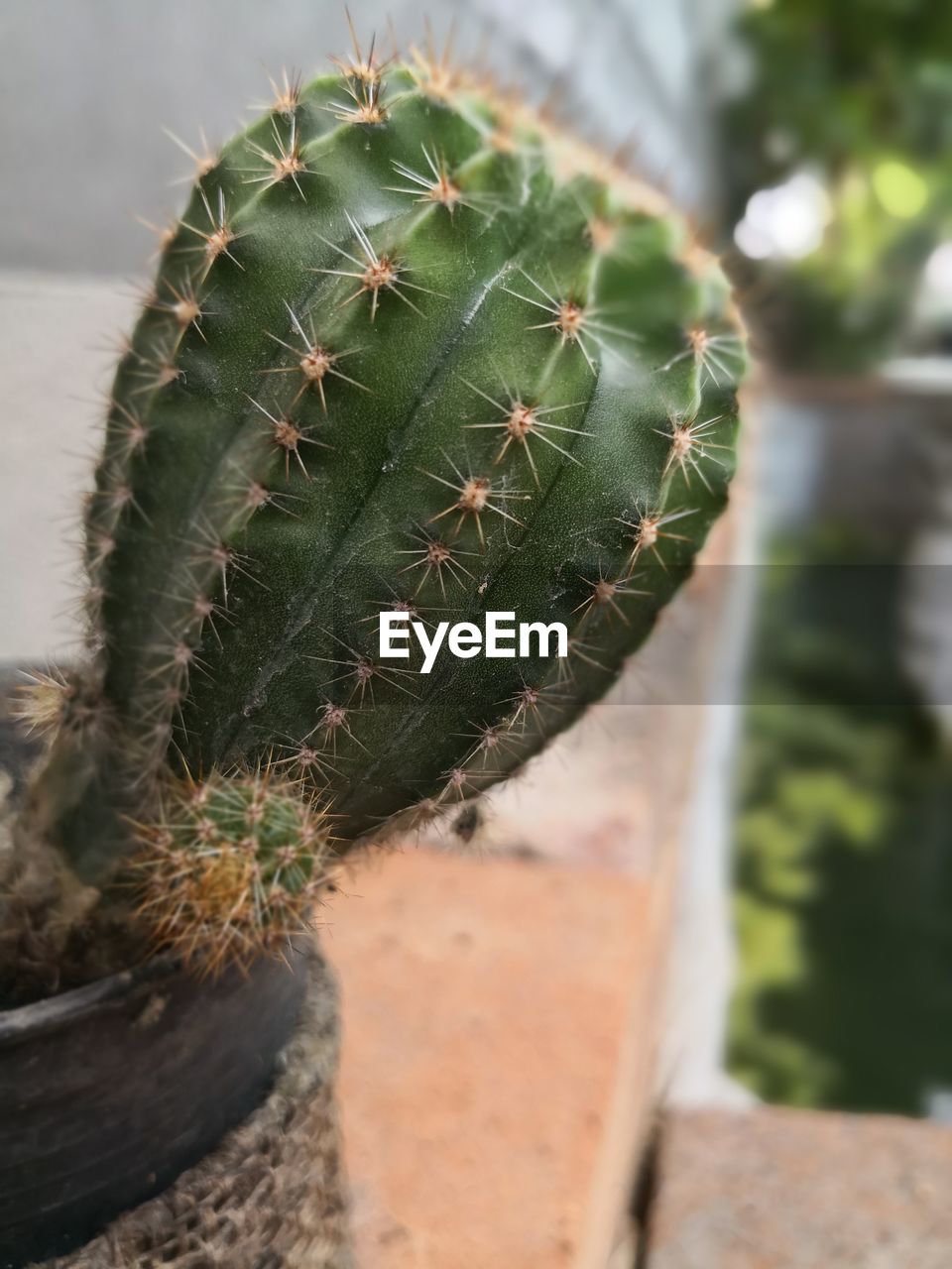CLOSE-UP OF CACTUS PLANT WITH TEXT