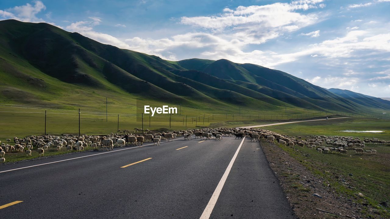 Flock of sheep walking on road against sky